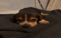 Doberman Pinscher dogs for sale: Toyo Juniors - Image 1