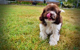 Havapoo dogs for sale: Hero - Image 4