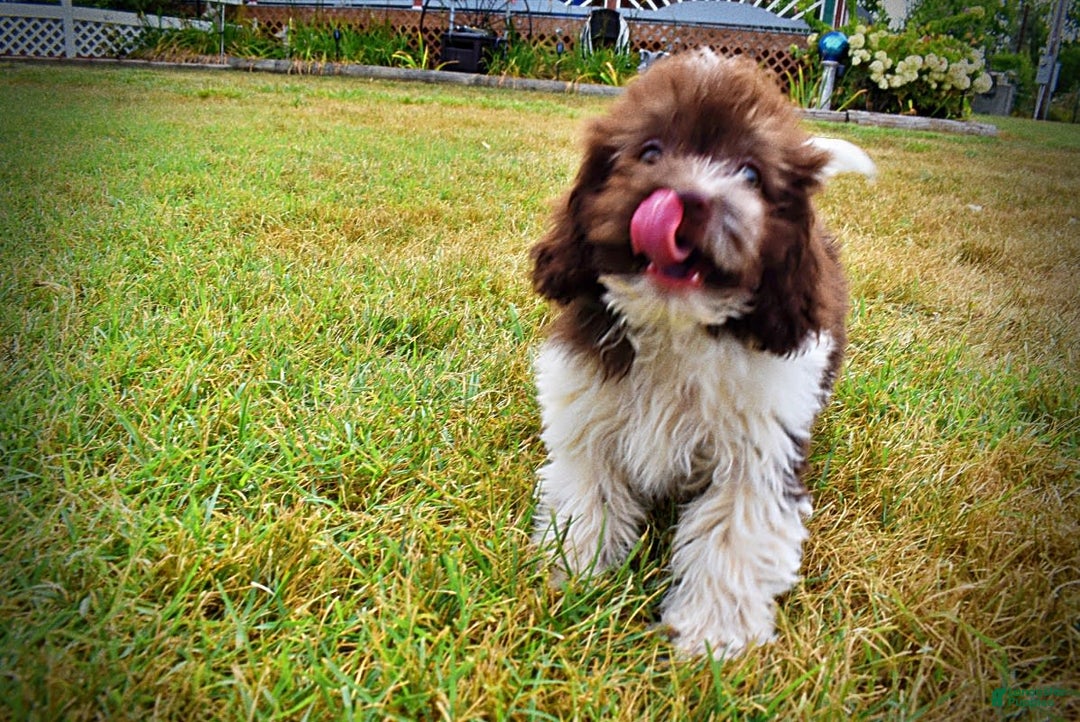 Havapoo dogs for sale: Hero - Image 4