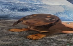 Miniature Dachshund dogs for sale: Nova - Image 2