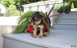 Yorkshire Terrier dogs for sale: Tucker - Image 1