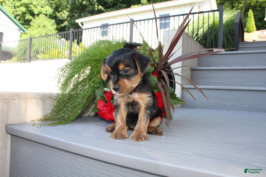 Yorkshire Terrier dogs for sale: Tucker - Image 1