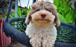 Havapoo dogs for sale: Daisy - Image 2