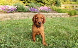 Irish Setter dogs for sale: sheldon - Image 2