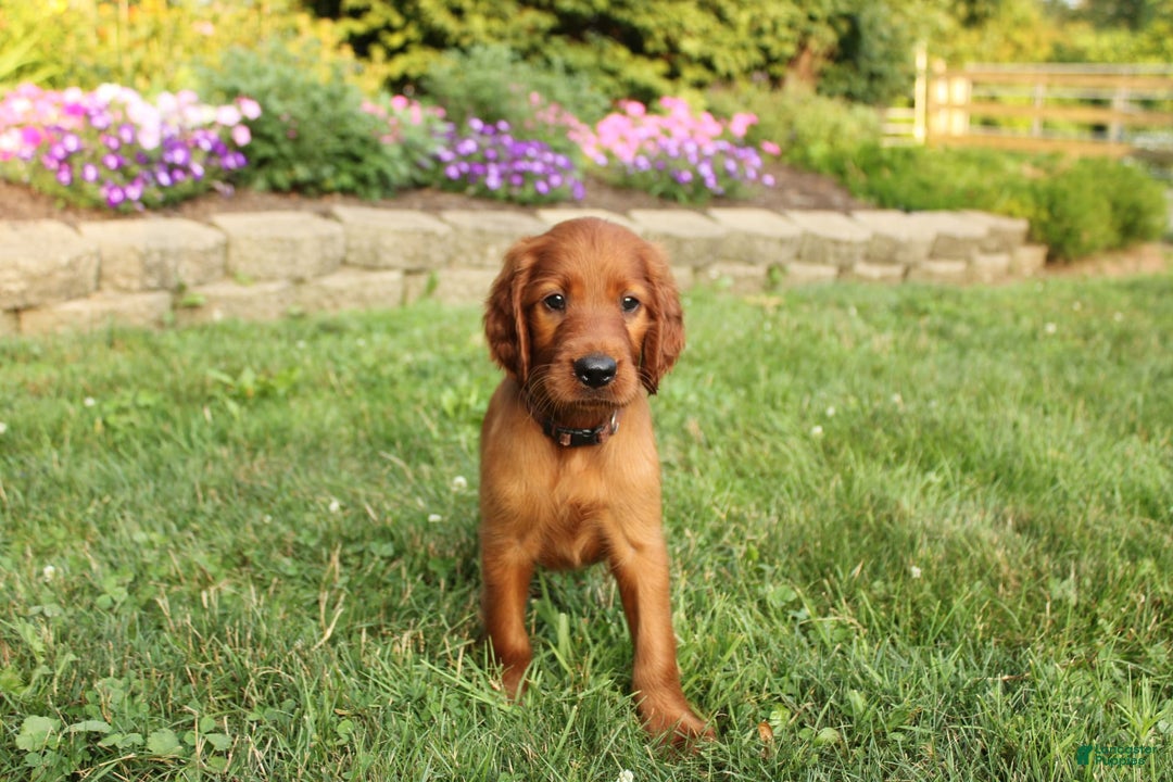 Irish Setter dogs for sale: sheldon - Image 2