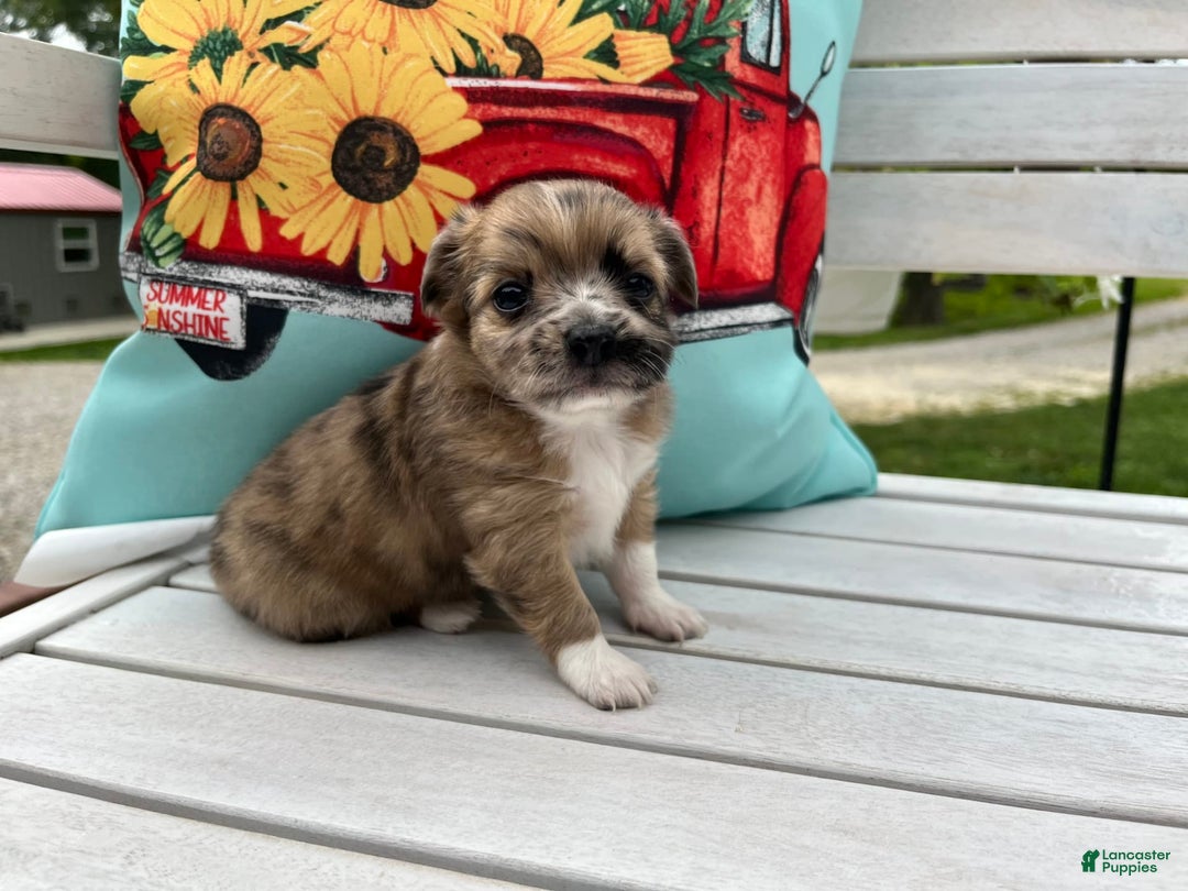 Chihuahua dogs for sale: Finn - Image 6
