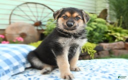 German Shepherd dogs for sale: Cypress - Image 1