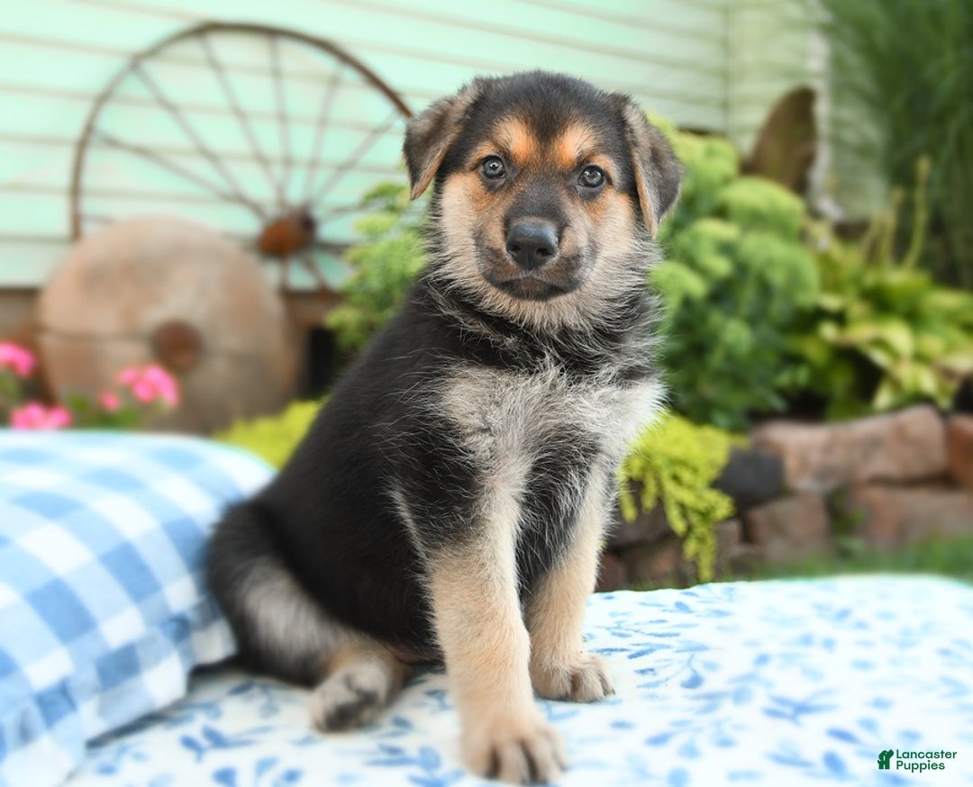 German Shepherd dogs for sale: Cypress - Image 1