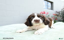 English Springer Spaniel dogs for sale: Buckwheat - Image 2