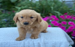 Golden Retriever dogs for sale: Teddy - Image 7