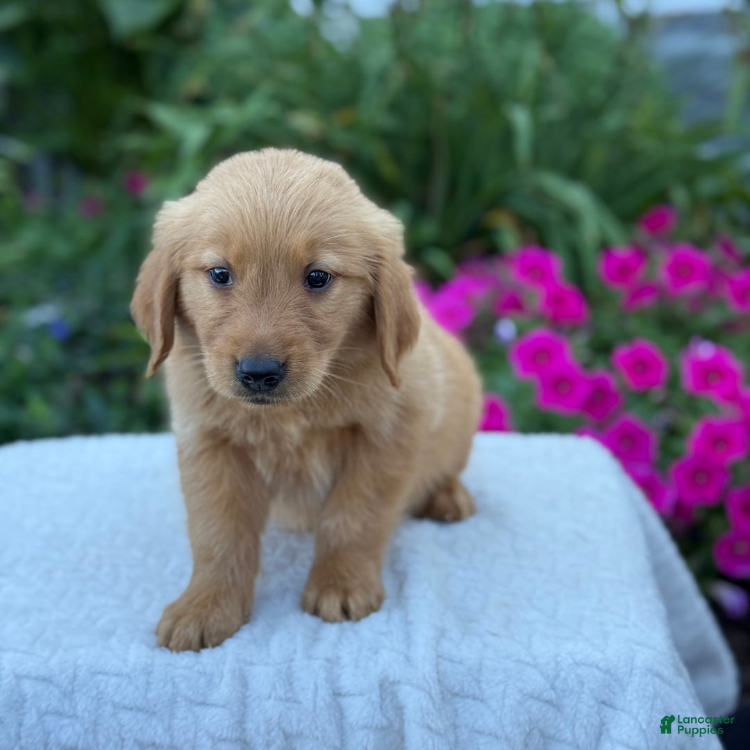 Golden Retriever dogs for sale: Teddy - Image 7