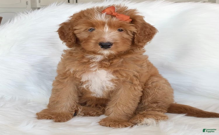 Bernedoodle dogs for sale - Ad 1