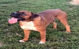 Boxer dogs for sale: Bo - Image 8
