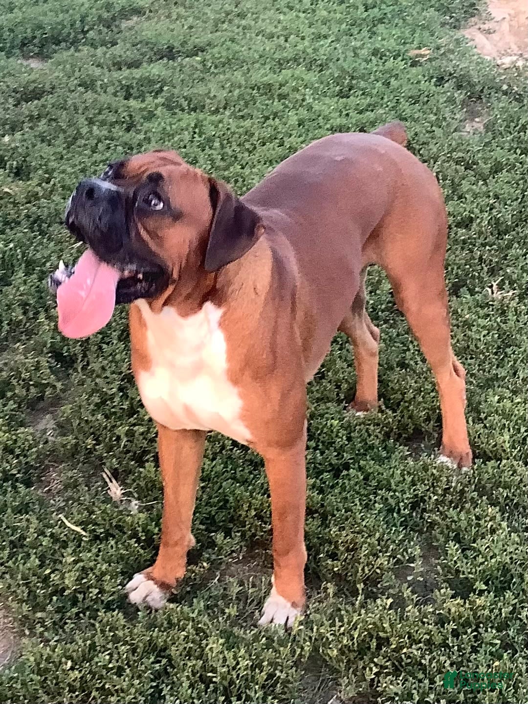 Boxer dogs for sale: Bo - Image 8
