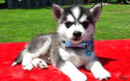 Pomsky dogs for sale: Cole - Image 7
