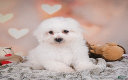 Bichon Frise dogs for sale: Tanner - Image 6