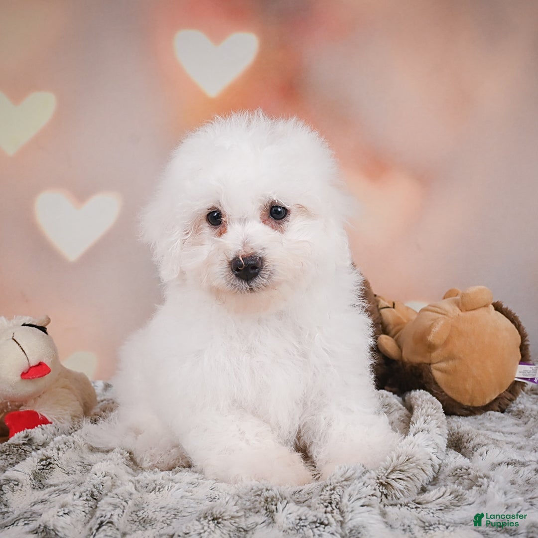 Bichon Frise dogs for sale: Tanner - Image 6