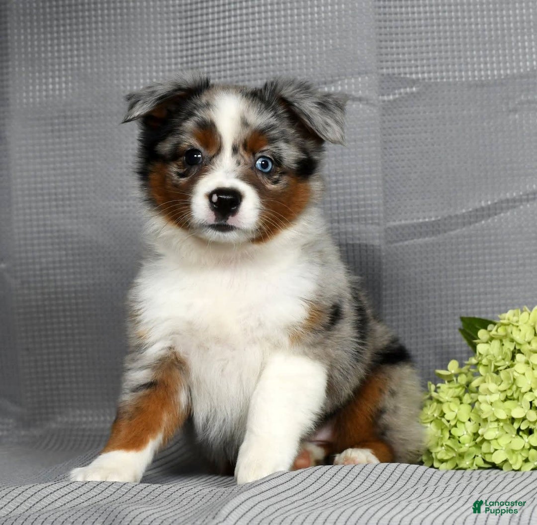 Miniature Australian Shepherd dogs for sale: Avery - Image 4