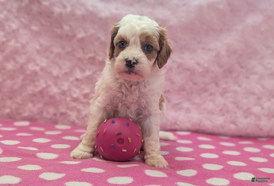 Cavapoo dogs for sale: Buzz - Image 15