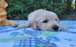 Golden Retriever dogs for sale: JOEY - Image 3