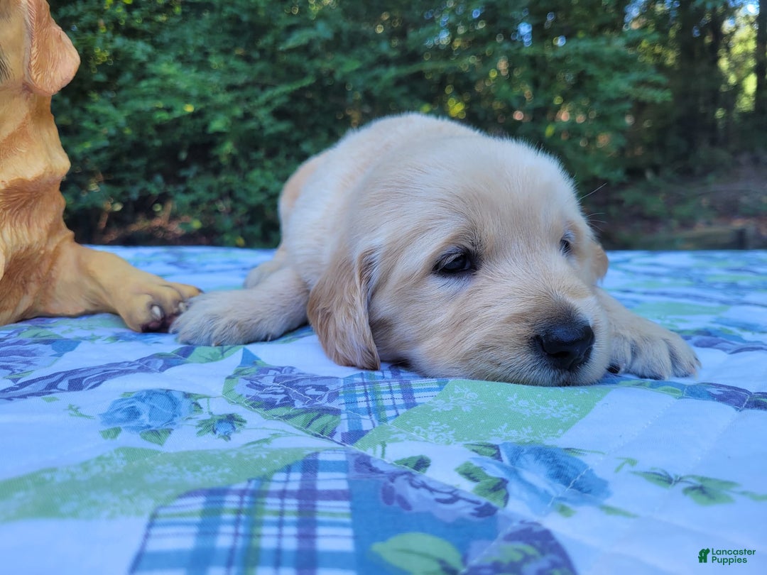 Golden Retriever dogs for sale: JOEY - Image 3