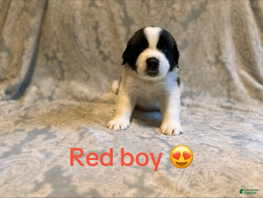 Saint Bernard dogs for sale: 14 Saints Available - Image 37