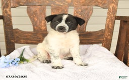 Australian Cattle Dog dogs for sale: Marlin - Image 1