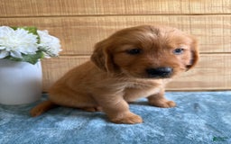 Golden Retriever dogs for sale: Lola - Image 2