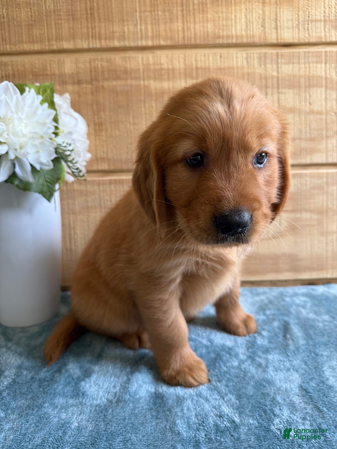 Golden Retriever dogs for sale: Lola - Image 2