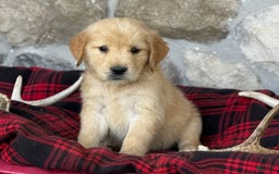 Golden Retriever dogs for sale: Sandy - Image 1