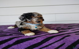 Bernedoodle dogs for sale: Bernedoodle 5 puppies - Image 11