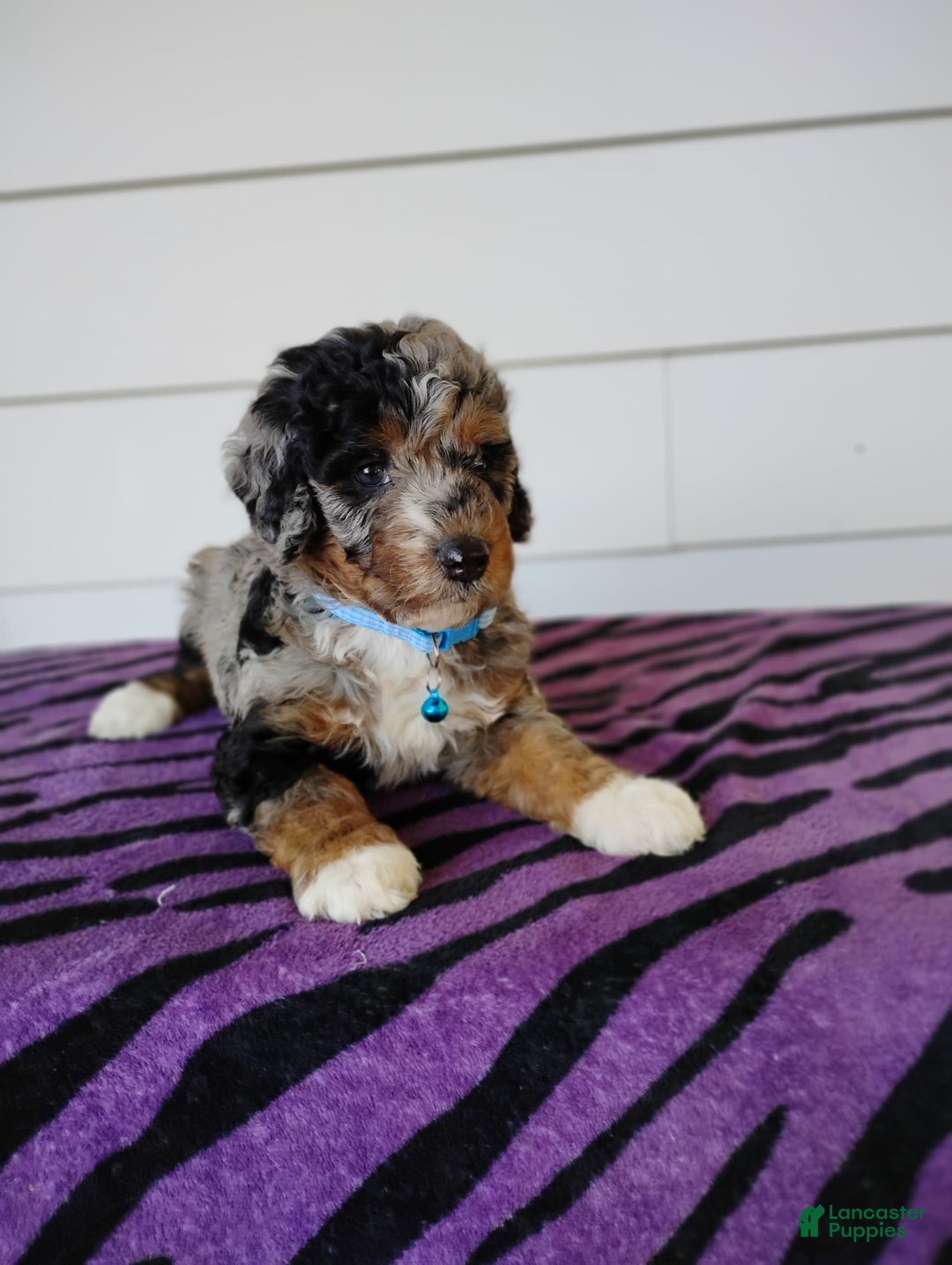 Bernedoodle dogs for sale: Bernedoodle 5 puppies - Image 11