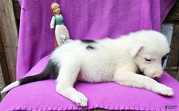 Border Collie dogs for sale: Bambi - Image 14