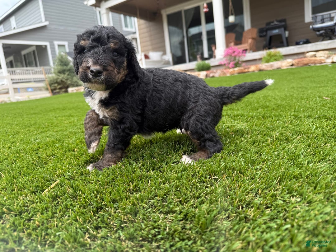 Bernedoodle dogs for sale: 1 - Image 3