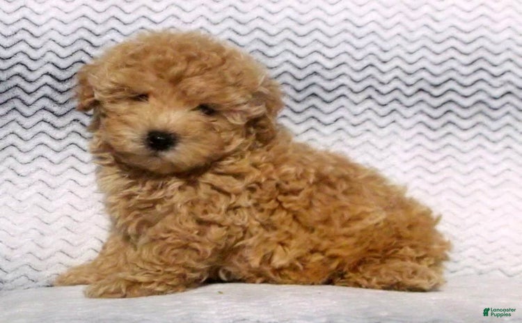 Maltipoo dogs for sale - Ad 4