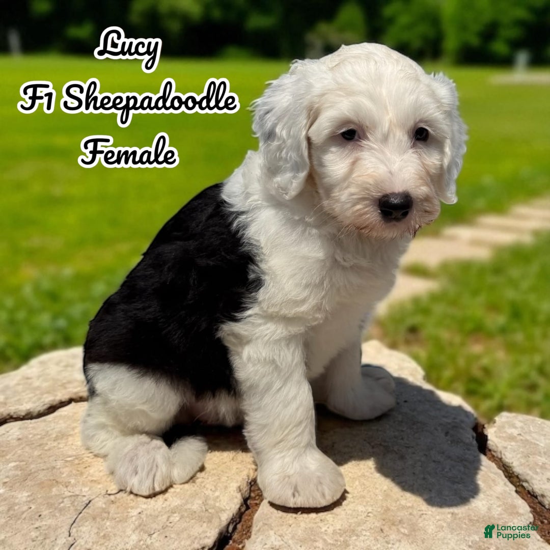 Sheepadoodle dogs for sale: Lucy - Image 1