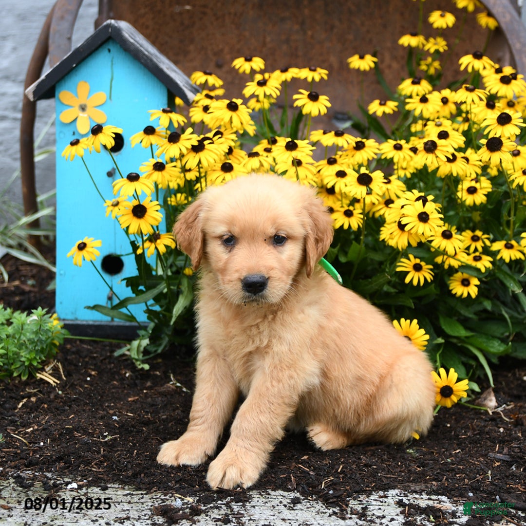 Golden Retriever dogs for sale: Flora - Image 1