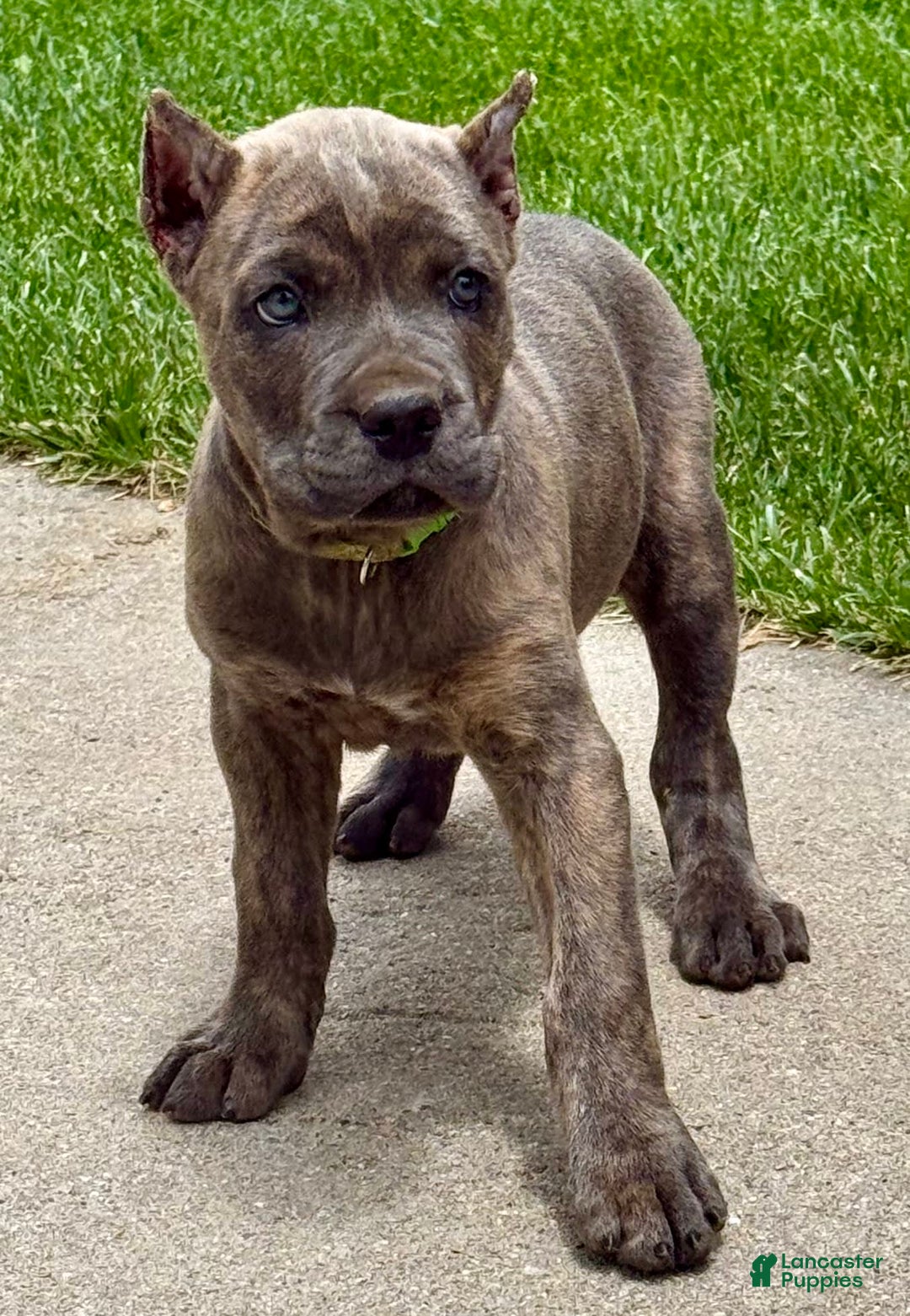 Cane Corso dogs for sale: Becca - Image 5