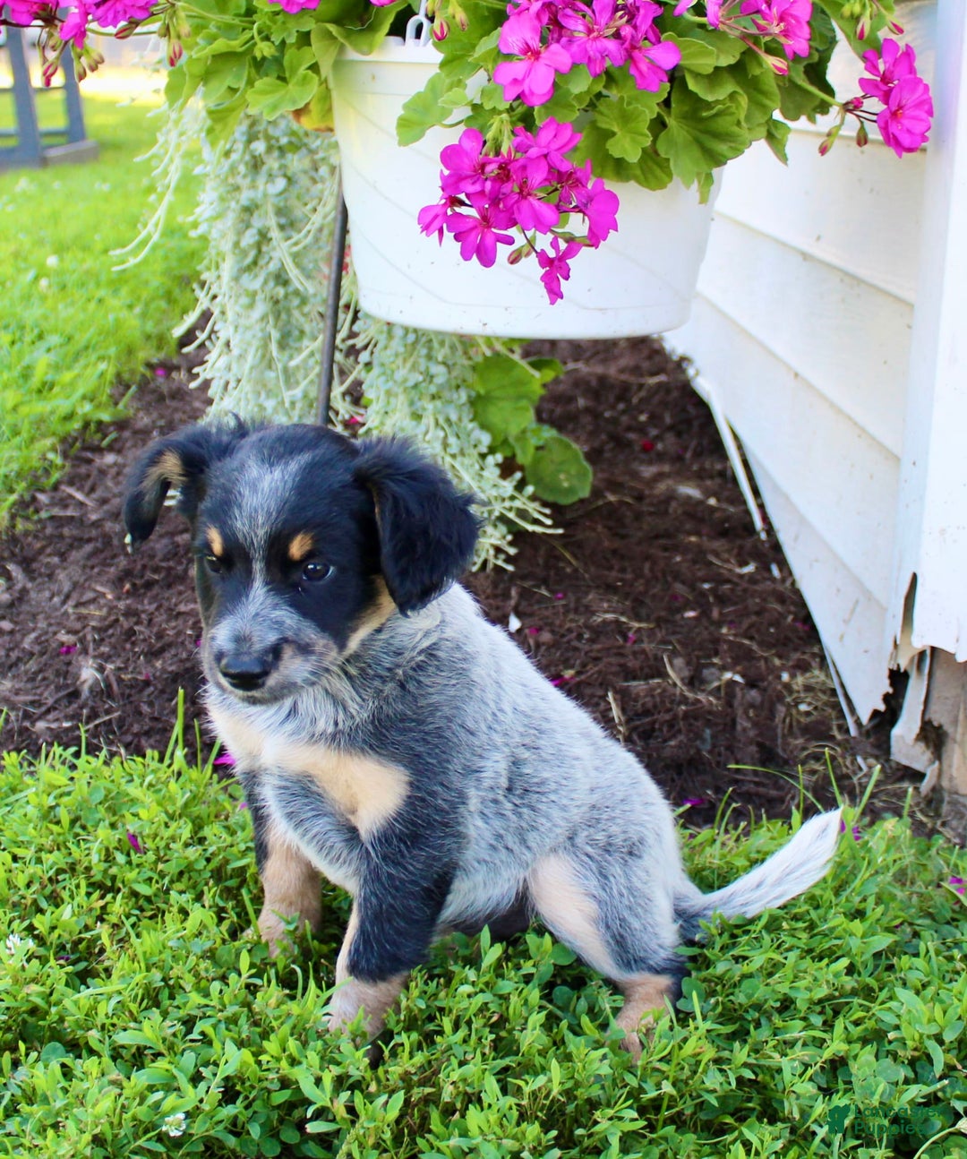 Australian Cattle Dog dogs for sale: Bailey - Image 4