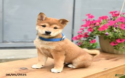 Shiba Inu dogs for sale: Ray - Image 3