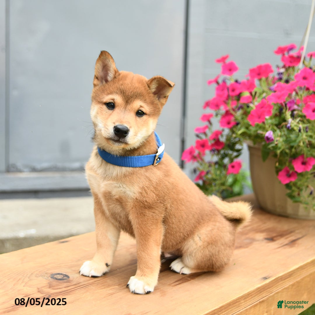 Shiba Inu dogs for sale: Ray - Image 3