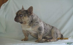 French Bulldog dogs for sale: IK9 Asher - Image 2