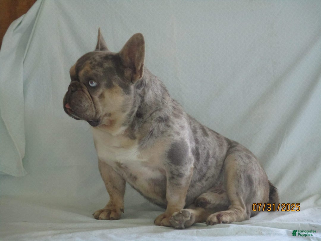French Bulldog dogs for sale: IK9 Asher - Image 2