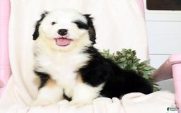 Mini Bernedoodle dogs for sale: Snow White - Image 8
