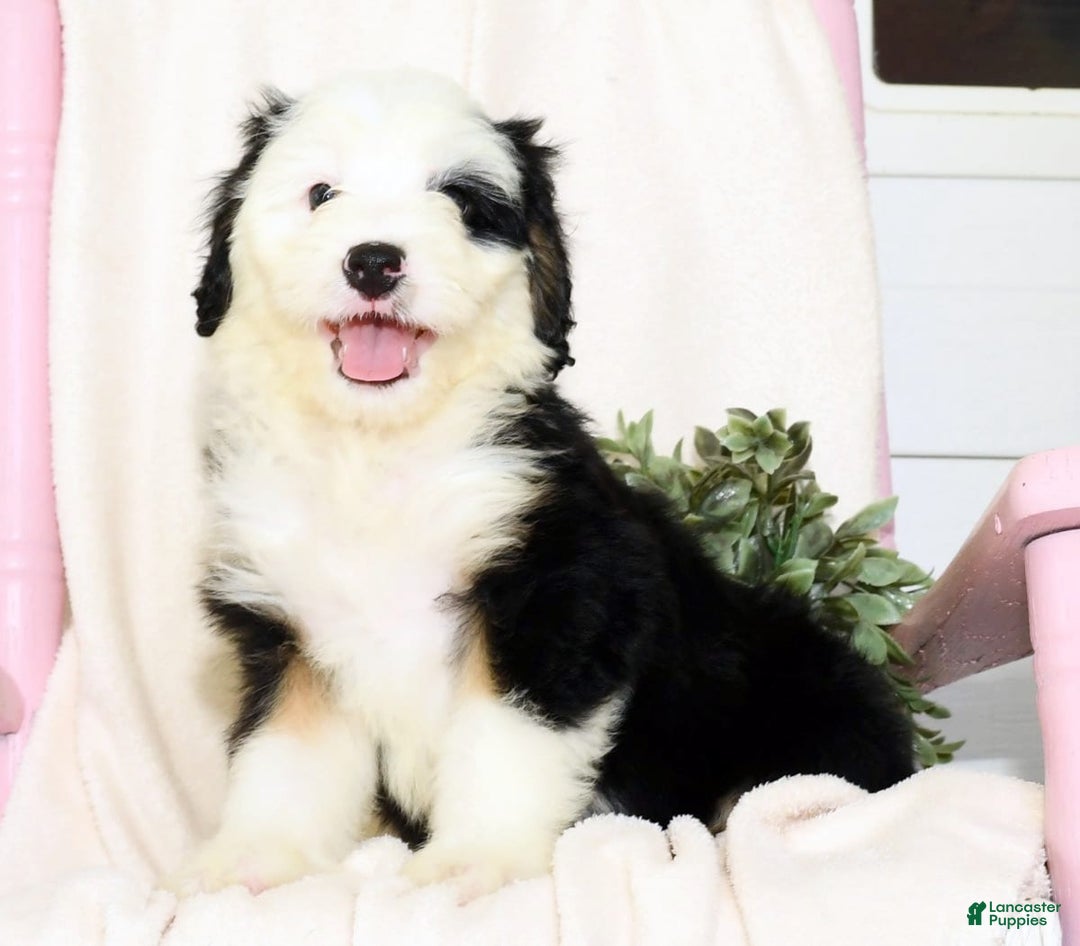 Mini Bernedoodle dogs for sale: Snow White - Image 8