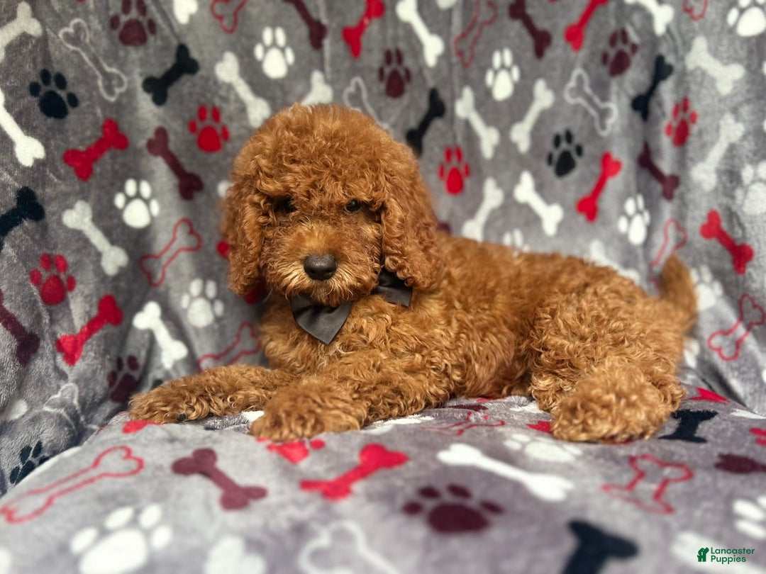 Cockapoo dogs for sale: Dagger - Image 8