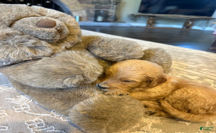 Goldendoodle dogs for sale - Ad 4