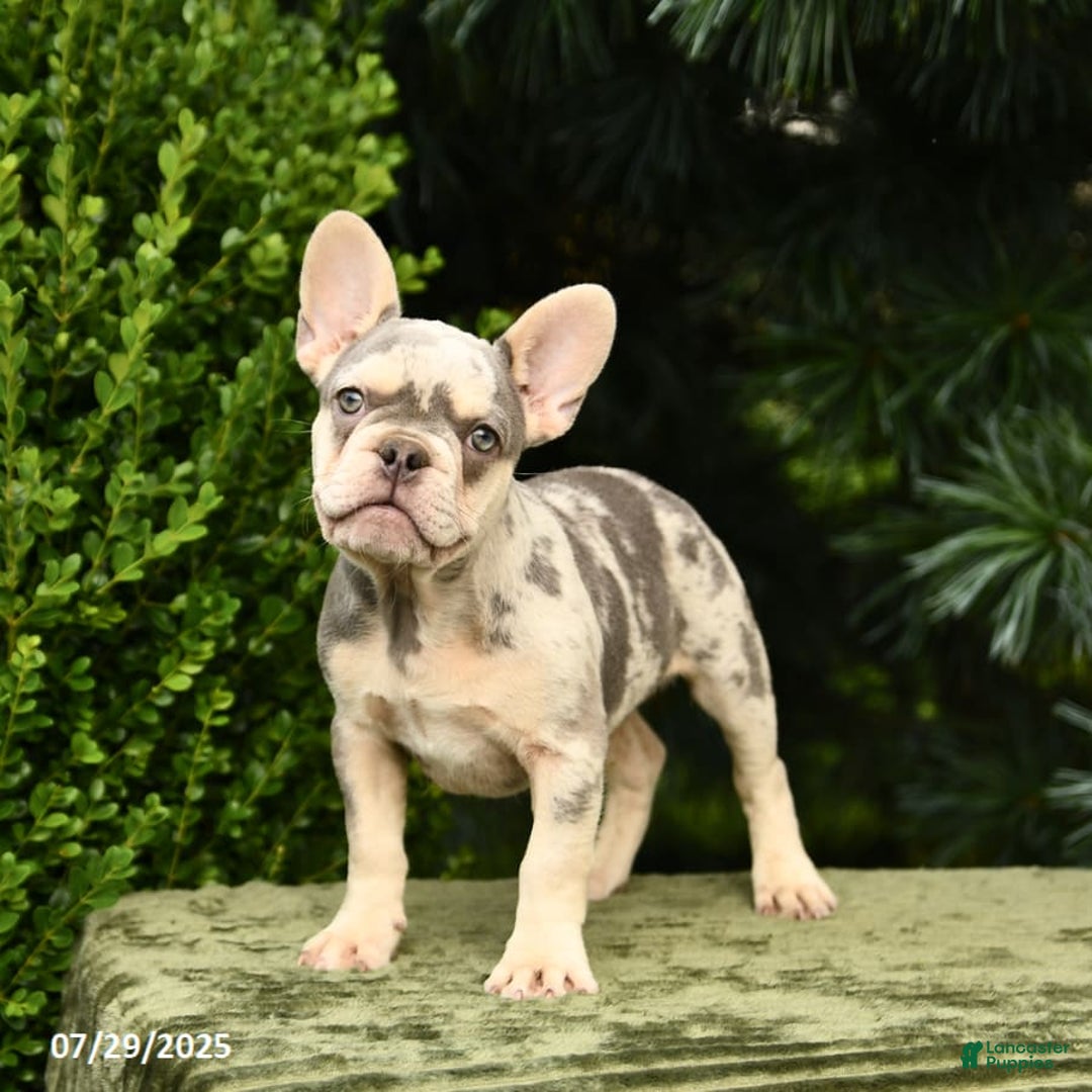 French Bulldog dogs for sale: River - Image 4