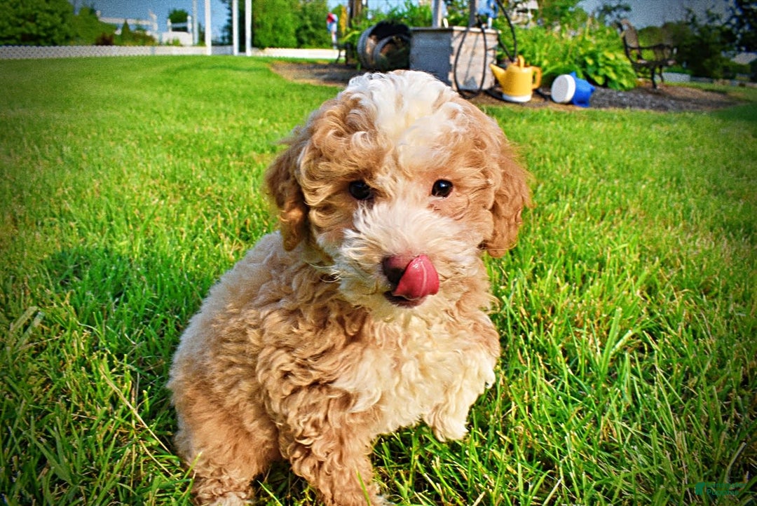 Havapoo dogs for sale: Whisky - Image 17