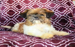 Shih Tzu dogs for sale: Scott - Image 7